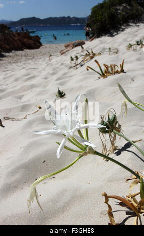 Narzissen Meer Sardinien Italien Stockfoto