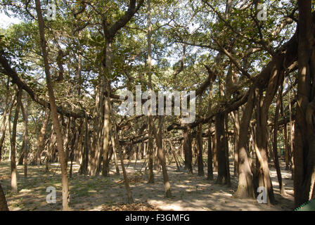 Banyan-Baum größte in Indien; Botanischer Garten; Calcutta; Westbengalen; Indien Stockfoto