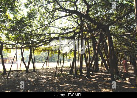 Banyan-Baum größte in Indien; Botanischer Garten; Calcutta; Westbengalen; Indien Stockfoto