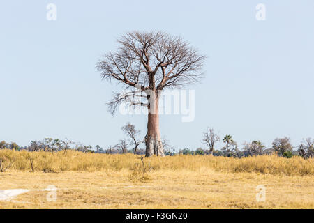 Boabab Baum (Adansonia digitata) in trockenen Savannenlandschaft, Konzession, Nxabega Okavango Delta, Kalahari, Botswana, Südafrika Stockfoto