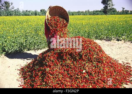 Frau gießt rote Chillies Form Eimer auf Haufen gelbe Blumen Feld im Hintergrund; Mathania; Jodhpur; Rajasthan; Indien Stockfoto