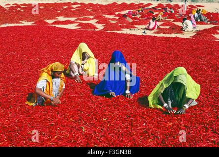 Frauen sortieren rote Chilis, Jodhpur, Rajasthan, Indien, Asien Stockfoto