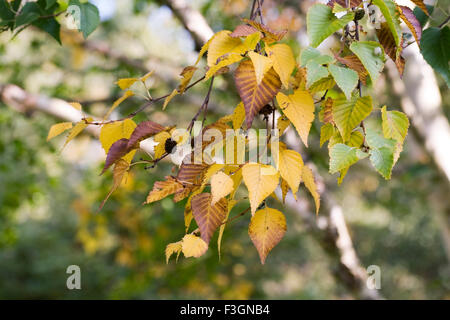 Betula Blätter im Herbst. Stockfoto