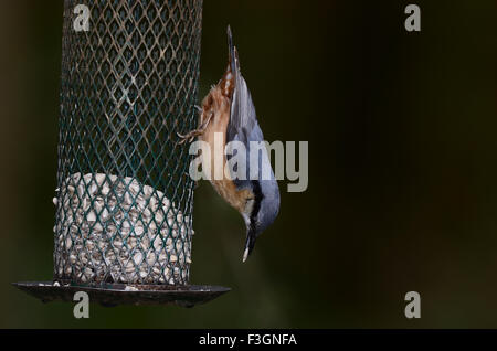 Ein Kleiber auf einer Sonnenblume Herz Feeder UK Stockfoto