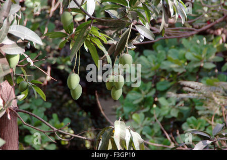 Mangobaum, Mangifera indica, Indien, Asien Stockfoto