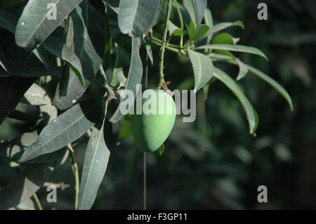 Mangobaum, Mangifera indica, Indien, Asien Stockfoto