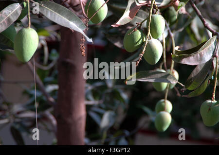 Mangobaum, Mangifera indica, Indien, Asien Stockfoto