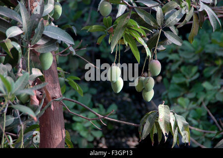 Mangobaum, Mangifera indica, Indien, Asien Stockfoto