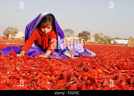 Mädchen tun Chili Trocknung; Mathania; Jodhpur; Rajasthan; Indien Stockfoto