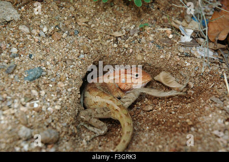 Eidechse, die Eier legt, orientalische Garteneidechse, östliche Garteneidechse, Blutsauger-Eidechse, veränderliche Eidechse, Indien, Asien Stockfoto