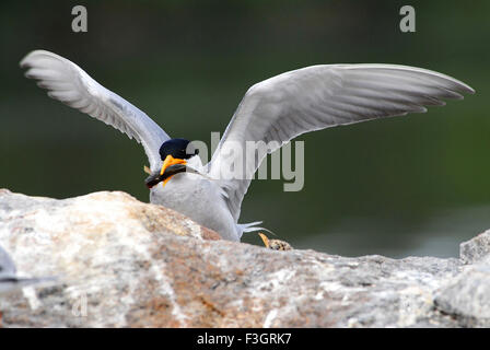 Vogel, Flussseeschwalbe mit Futter auf Felsen sitzend, Sterna aurantia, Ranathitoo Bird Sanctuary, Ranathittu, Mandya, Mysore, Karnataka, Indien, Asien, Stockfoto