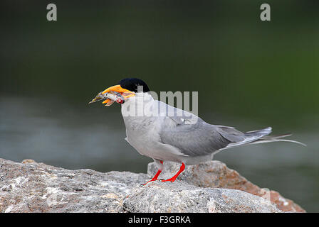 Vogel, Flussseeschwalbe mit Futter auf Felsen sitzend, Sterna aurantia, Ranathitoo Bird Sanctuary, Ranathittu, Mandya, Mysore, Karnataka, Indien, Asien, Stockfoto