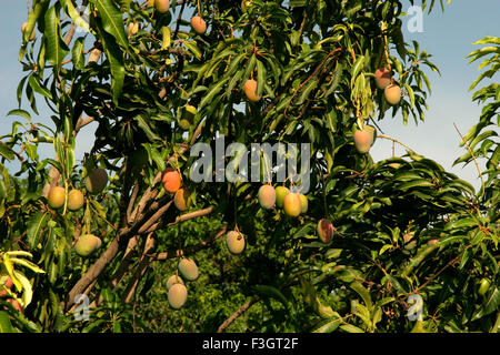 Indische Früchte; Mango; rohen Mangos genannt "Kesar" hängen am Baum; Wai; Maharashtra; Indien Stockfoto