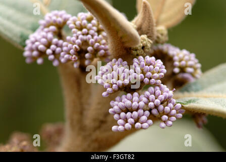 Wilde Blume lokaler Name Aisar lateinische Name Callicarpa Tomentosa gemeinsame im Wald in Höhenlagen in Hügeln Sudel Maharashtra Stockfoto