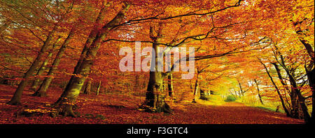 Germany: Colorful autumn forest in panorama view Stockfoto