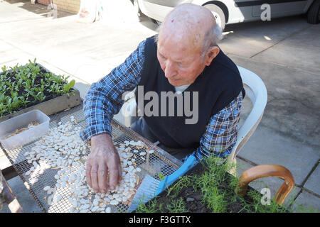 Ein älterer Herr Reinigung und Sortierung lima Bohnen. Stockfoto