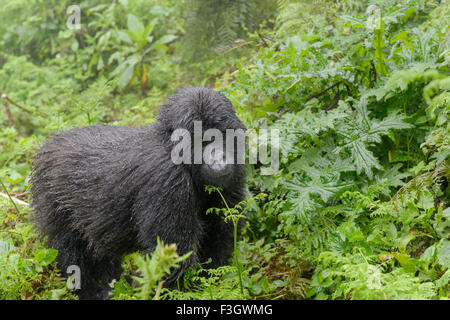 Berggorillas (Gorilla Beringei Beringei) juvenile aus Agasha Gruppe in der Vegetation, Blick in die Kamera, nass vom Regen, Vulkan Stockfoto