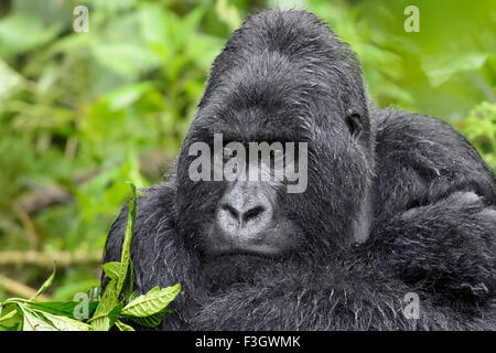 Berg Gorillas (Gorilla Gorilla Beringei) große Silberrücken Männlich aus der Sabyinyo Gruppe, Porträt in Dichter Vegetation und Regen Stockfoto