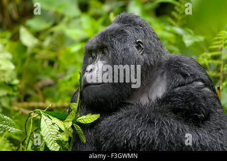 Berg Gorillas (Gorilla Gorilla Beringei) große Silberrücken Männlich aus der Sabyinyo Gruppe, Porträt in Dichter Vegetation und Regen Stockfoto