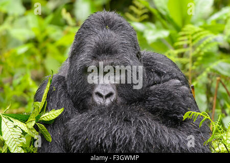 Berg Gorillas (Gorilla Gorilla Beringei) große Silberrücken Männlich aus der Sabyinyo Gruppe, Porträt in Dichter Vegetation und Regen Stockfoto