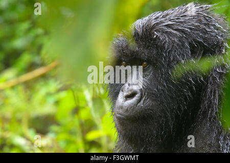 Berg Gorillas (Gorilla Gorilla Beringei) weiblich aus der Sabyinyo Gruppe, Porträt in Wald und nass vom Regen, Vulkane Stockfoto