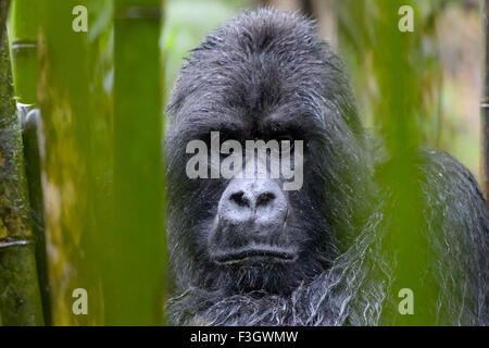Berg Gorillas (Gorilla Gorilla Beringei) große Silberrücken Männlich aus der Sabyinyo Gruppe, Porträt im Bambuswald und Regen, l Stockfoto