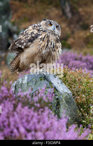 Uhu (Bubo Bubo) auf Felsen schütteln Federn Stockfoto