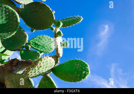 Grüne Aloe Kakteen auf blauen Himmelshintergrund Stockfoto