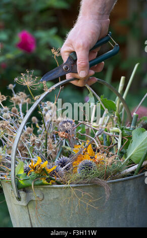 Gärtner halten Fräser Abholung ein Metall Eimer voller Gartenabfälle nach dem Löschen von Blumen im Garten im Herbst. UK Stockfoto