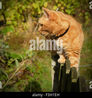Haustier Ingwer Hauskatze sucht Warnung saß auf einem Gartenzaun Post UK Stockfoto