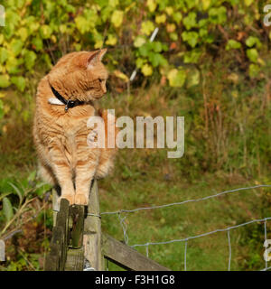 Ginger Haustier Katze saß auf einem Garten Zaun beobachten UK Stockfoto