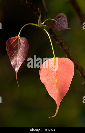 Heilige Feigenbaumblätter, Ficus religiosa, Bodhi-Baumblatt, Pippala-Baumblatt, Peepul-Baumblatt, Peepal-Baumblatt, Aschwattha-Baumblatt, Indien, Asien Stockfoto