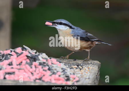 Kleiber Fütterung auf ein Vogelhaus UK Stockfoto