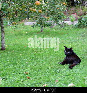 Inländische schwarze Katze saß auf einer Wiese im Garten Rasen zwischen Apfelbäumen im Oktober Stockfoto