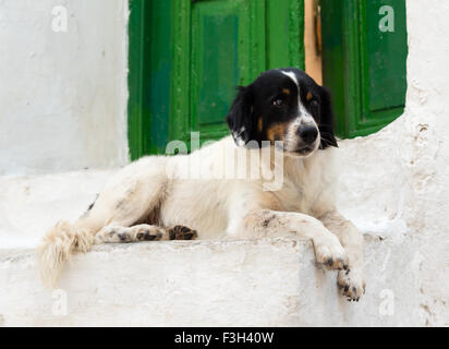 schwarzen und weißen Hund auf einer Veranda Stockfoto