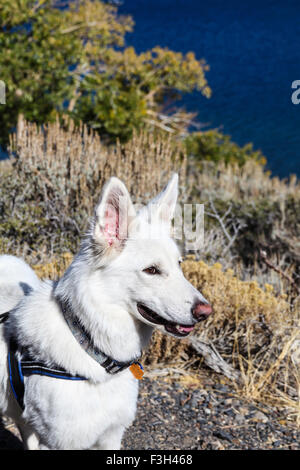 Hund wandern von Convict Lake in der östlichen Sierra in der Nähe von Mammoth Lakes, Kalifornien Stockfoto