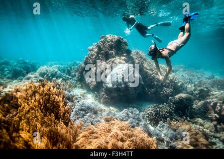 Zwei Schnorchler führen wissenschaftliche Erhebungen auf Korallenriff und Fisch, Raja Ampat, West-Papua, Indonesien Stockfoto