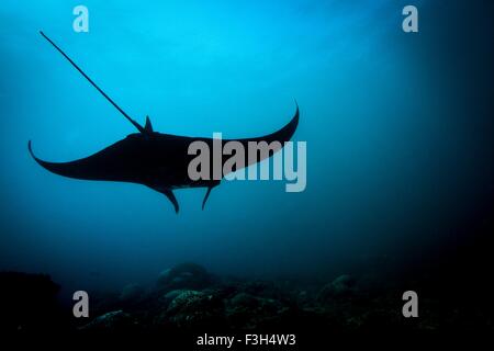 Silhouette Mantarochen (Manta Alfredi) Tauchen, Bali, Indonesien Stockfoto