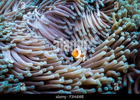 Ein falscher Clown-Anemonenfisch (Amphiprion Ocellaris) versteckt sich auf einer Anemone, Raja Ampat, West-Papua, Indonesien Stockfoto