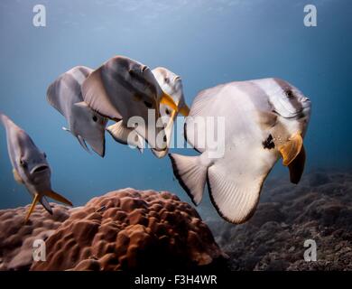 Nahaufnahme von Longfin Fledermausfischen (Spadefish) Platax Teira über eine Koralle, Bali, Indonesien Stockfoto