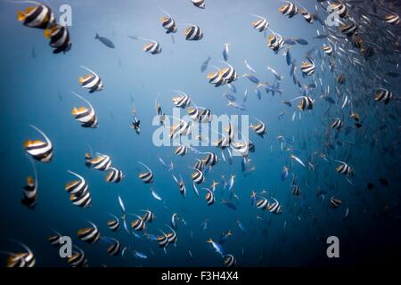 Longfin Wimpelfischen oder Wimpel Korallen Fische (Heniochus Acuminatus) versammeln sich an einem Korallenriff), Bali, Indonesien Stockfoto