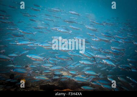 Fischschwarm Doubleline Füsilier Fisch (Pterocaesio Digramma), Sumbawa, Indonesien Stockfoto