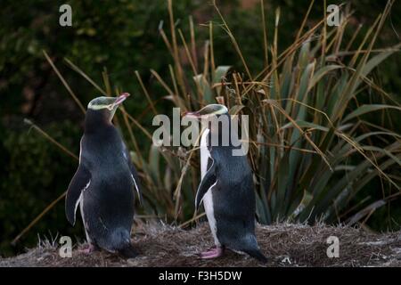 Zwei Yellow eyed Pinguine (Megadyptes Antipodes), formaela Punkt, Moeraki, Neuseeland Stockfoto