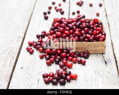 Preiselbeeren in Vintage Kiste auf weiß getünchten Holztisch Stockfoto