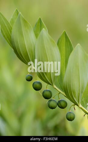 Unreife Beeren des kantigen Salomos Siegel auch bekannt als duftende Salomos Siegel (Polygonatum Odoratum) in Turku in Finnland. Stockfoto