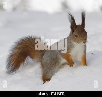 Eichhörnchen (Sciurus Vulgaris) auf dem Schnee in Posio, Finnisch-Lappland. Stockfoto