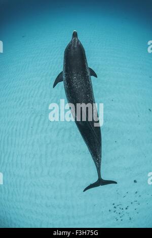 Draufsicht von atlantic spotted Dolphin, Bahama Banks, Bahamas, Caribbean Stockfoto