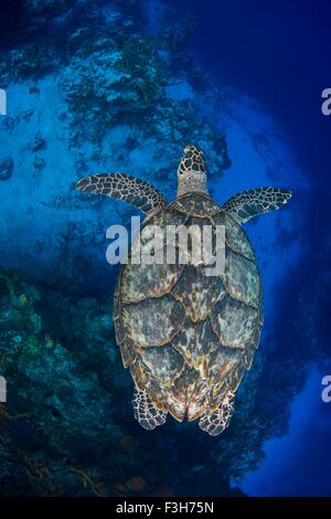 Echte Karettschildkröte schwimmen Stockfoto