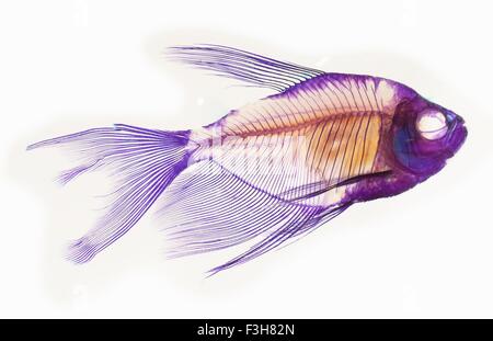 Alizarin Technik, um das Grundgerüst eines schwarzen Rockes zeigen Tetra Fisch Färbung Stockfoto