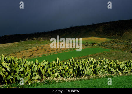 Italien, Sizilien, stachelige Birnen Stockfoto